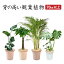 観葉植物 オーガスタ パキラ アレカヤシ モンステラ 本物 大型 7号 観葉 植物 室内用 7号鉢 室内 風水 鉢植え インテリア 開店祝い 移転祝い 新築祝い 誕生日 花 室内 ギフト プレゼント モダン アジアン あす楽 送料無料