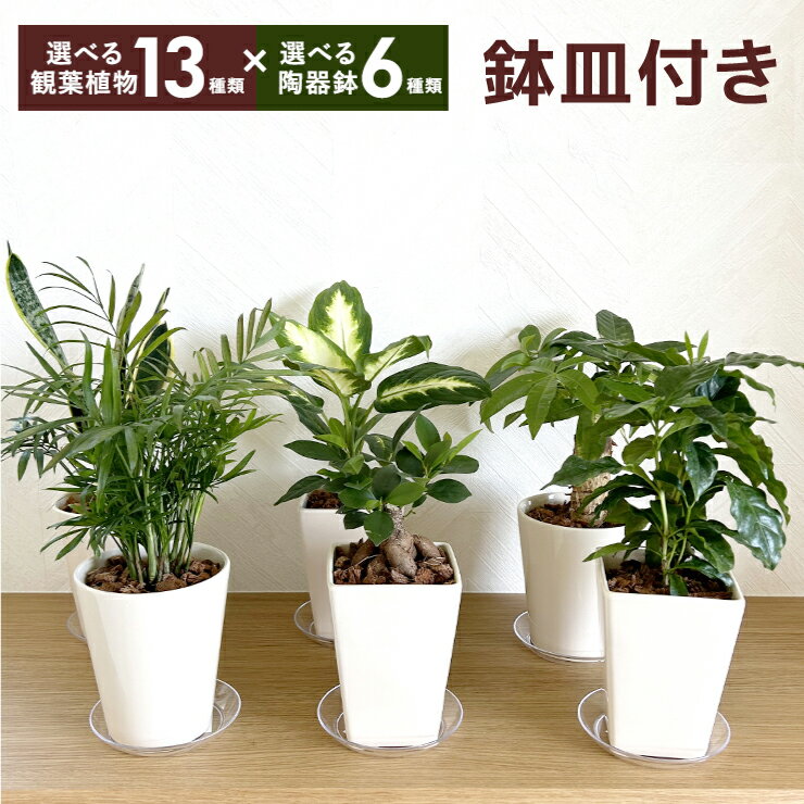当日発送17時〆 観葉植物 ミニ 観葉 小さい 選べる おしゃれ パキラ ガジュマル オ...