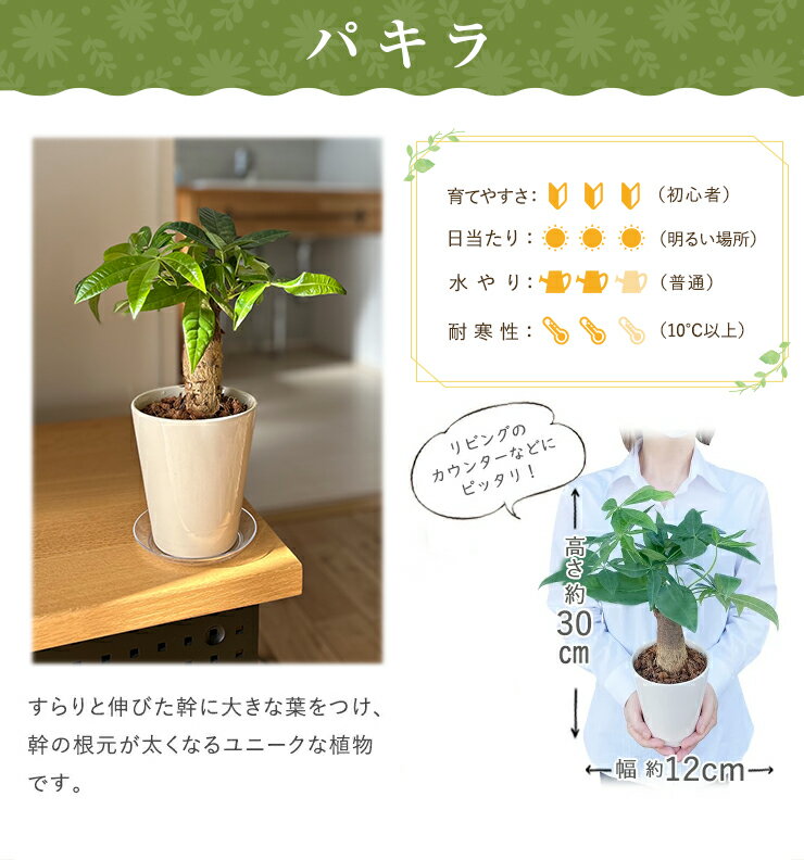 当日発送17時〆 観葉植物 ミニ 観葉 小さい 選べる おしゃれ パキラ ガジュマル オ...