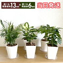 翌日配達 14時〆 観葉植物 ミニ 観葉 小さい おしゃれ パキラ オリーブ サンスベリア ユッカ テーブルヤシ サンセベリア アロエ 発財樹 オリーブの木 青...