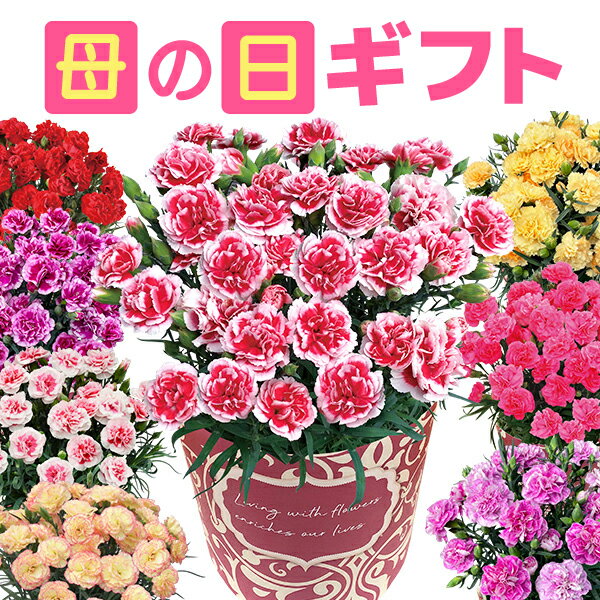 鉢 あす楽 14時まで 母の日 プレゼント ギフト カーネーション 花 鉢植え フラワーギフト 花鉢 鉢花 お花 東北〜関西 送料無料 おしゃれ 母の日ギフト 母の日プレゼント 花のギフト社