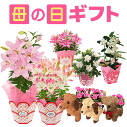 ユリ 花の鉢植え（母の日向き） ポイント3倍★ 母の日 プレゼント カーネーション 鉢植え 花 ギフト 2024 花鉢 鉢花 百合 ゆり ユリ 5号 鉢 お花 東北〜関西 送料無料 おしゃれ かわいい ガーデニア 母の日ギフト 母の日プレゼント 花のギフト社