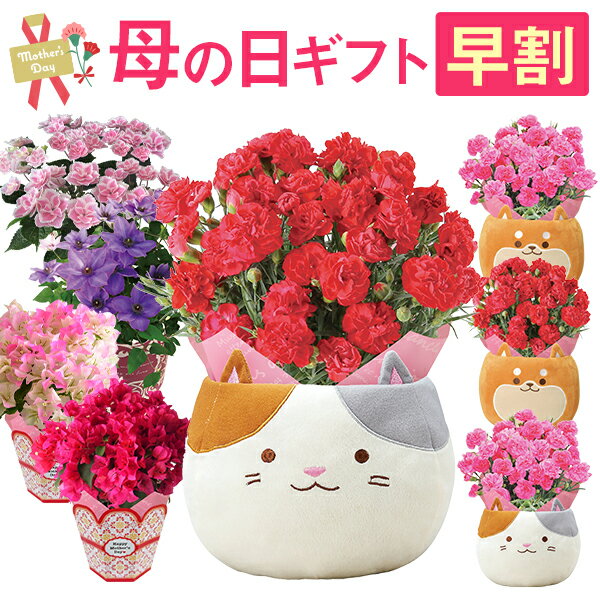 母の日 早割 プレゼント ギフト カーネーション アジサイ クレマチス 花 鉢植え あじさい フラワーギフト 花鉢 鉢花 お花 東北〜関西 送料無料 おしゃれ かわいい 母の日ギフト 母の日プレゼント 三毛猫 猫 犬 ブーゲンビリア 花のギフト社