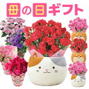 鉢 母の日 プレゼント ギフト カーネーション アジサイ クレマチス 花 鉢植え あじさい フラワーギフト 花鉢 鉢花 お花 東北〜関西 送料無料 おしゃれ かわいい 母の日ギフト 母の日プレゼント 三毛猫 猫 犬 ブーゲンビリア 花のギフト社