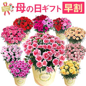 母の日 プレゼント カーネーション 鉢植え 花 ギフト 2024 花鉢 鉢花 6号 鉢 お花 送料無料 おしゃれ かわいい 母の日ギフト 母の日プレゼント いちごホイップ さくらもなか 花のギフト社