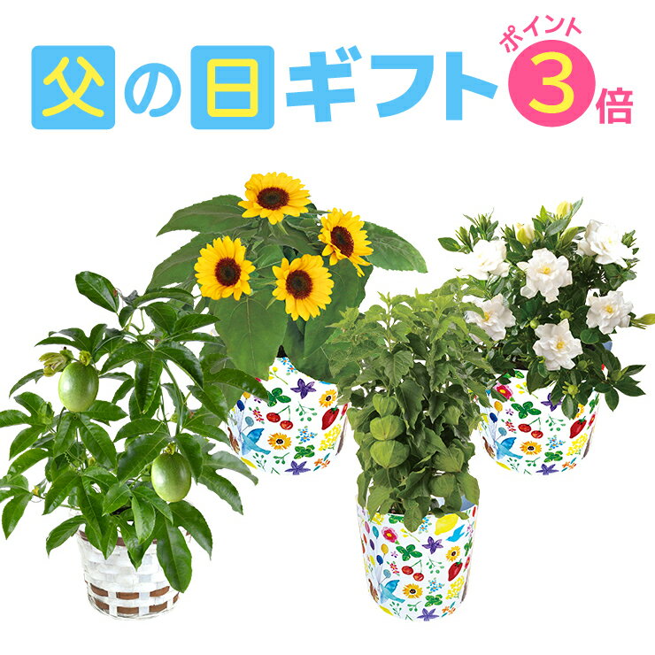 父の日ギフト 父の日 花 ギフト 送料無料 東北〜関西 プレゼント 鉢植え ひまわり ガーデニア ほおずき パッションフルーツ お花 鉢花 花鉢 果樹 花のギフト社 クーポン