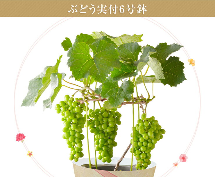 【ポイント10倍！5/20限定】 父の日 ぶどう 花 鉢植え ぶどうの木 父の日ギフト プ...