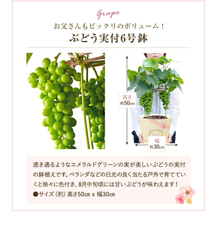 【ポイント10倍！5/20限定】 父の日 ぶどう 花 鉢植え ぶどうの木 父の日ギフト プ...