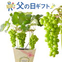 父の日ギフト 父の日 ぶどう プレゼント 花 ギフト 花鉢 苗 果物 ブドウ 鉢植え ぶどうの木 果樹 果樹鉢 フルーツ 葡萄 タノレット 送料無料 クーポン