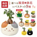 翌日配達 14時〆 ガジュマル カランコエ 観葉植物 花 プレゼント 選べる ぬいぐるみ お花 鉢 鉢植え 誕生日 お祝い 内祝い 開店祝い ギフト 縁起物 招...