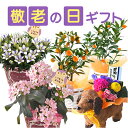 \P5倍!4日20:00-11日1:59/敬老の日 プレゼント 花 ギフト 鉢植え 花鉢 鉢花 生花 アレンジメント 敬老 メッセージカード 孫 リンドウ 白寿 におい桜 金柑 ニンポウ ぷちまる 苗木 犬 アレンジ はな フラワーアレンジメント フラワーギフト 東北~関西 送料無料