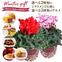 シクラメン 送料無料 鉢植え 花 ギフト プレゼント 5種から選べるお菓子 お花 ビクトリア 5号鉢 鉢花 花鉢 しくらめん 5号 鉢 いちごの里 日光 カステラ 中島大祥堂 こがね芋 黒わらび餅 ふじ林檎ケーキ スイーツファクトリー お歳暮