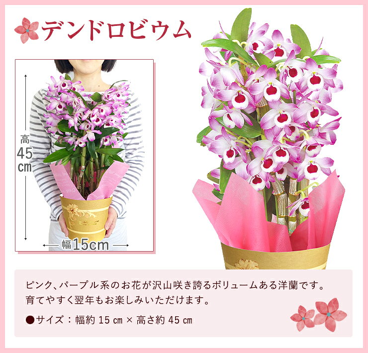 当日発送17時〆 デンドロビウム カランコエ 万両 胡蝶蘭 鉢植え 花 ギフト プレゼント お花 5号鉢 鉢花 花鉢 縁起物 コチョウラン デンドロビューム 東北〜関西 送料無料 お歳暮 クリスマス 誕生日 お祝い フラワーギフト 087gift-10000483 花のギフト社OnlineShop サンプル画像2