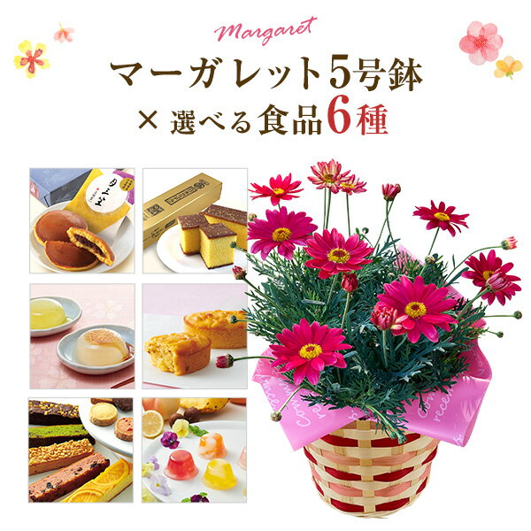 選べる食品6種 マーガレット 花 鉢花 花鉢 マーガレット鉢植え ギフト フラワーギフト ピンク 花 日光 カステラ 中島大祥堂 くずもち こがね芋 ゼリー お返し 卒業 入学 贈り物 誕生日 お祝い プレゼント 縁起物