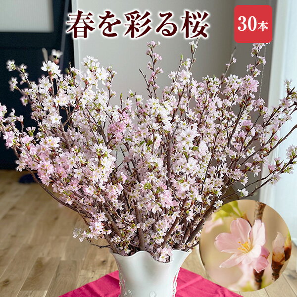 啓翁桜 さくら 桜 30本 花束 切花 生花 サクラ 花 桜のお花 正月桜 フラワーギフト 誕生日 お祝い 送別会 花ギフト プレゼント お花見 山形 寒河江 正月飾り 花 玄関 置物 モダン おしゃれ お正月飾り 送料無料