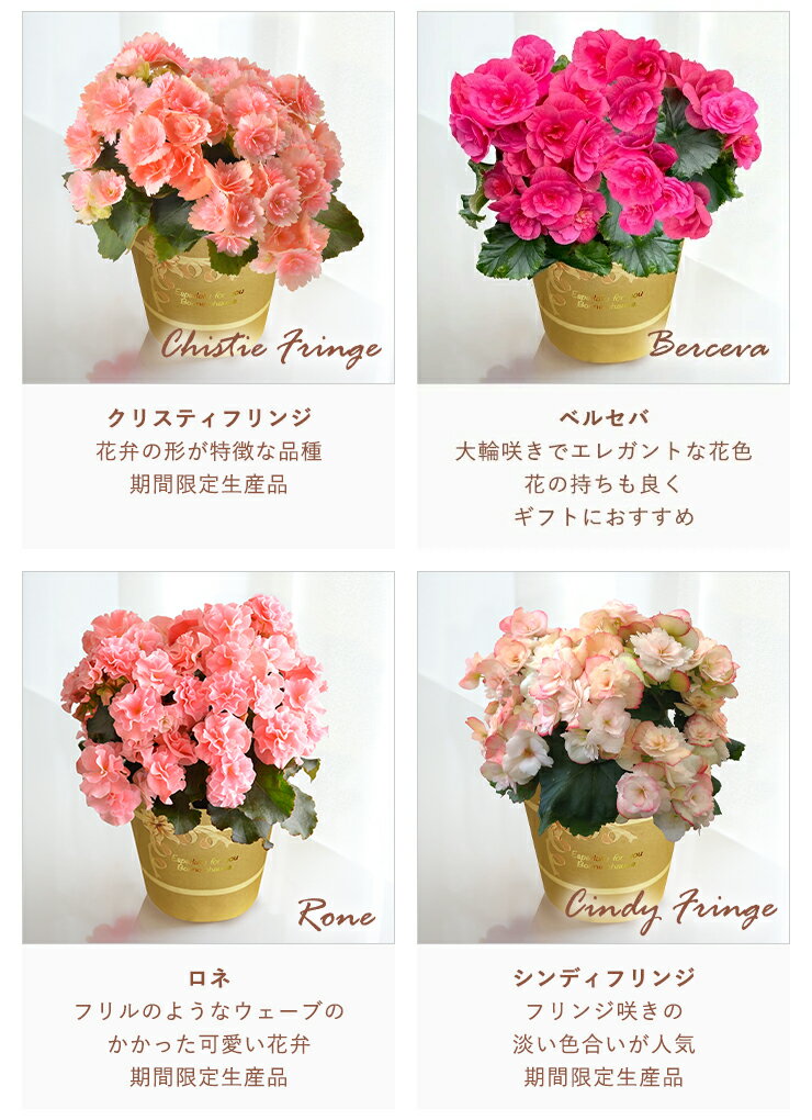 ����ȯ��17���� �� ���ե� ������ �ץ쥼��� ȭ���� ���� �֤ȥ������� �٥��˥� �٥��˥� �꡼�������٥��˥� ���� �꡼������ �� ��ȭ ȭ�� ���ˤ� ����� ��Ϸ���� ���ꥹ�ޥ� ��������ե� ������ץ쥼��� �ե����ե�