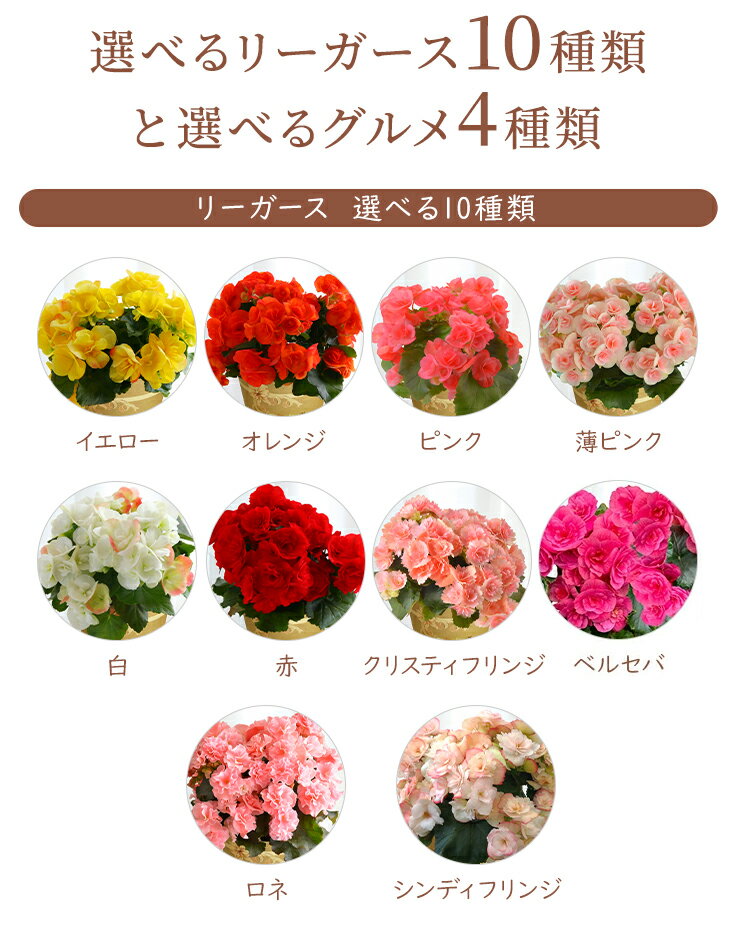 当日発送17時〆 ベゴニア リーガース 鉢植え 鉢 花 ギフト プレゼント 女性 誕生日...