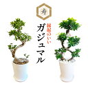 翌日配達 14時〆 ガジュマル 大型 昇り龍 ガジュマルの木 観葉植物 8号 盆栽 本物 お祝い 開店祝い 新築祝い 観葉 ギフト