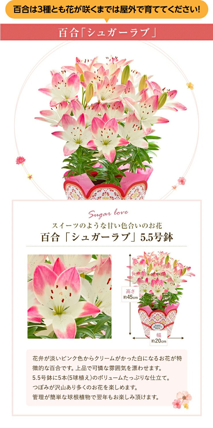 ����� �ץ쥼��� �����͡������ ȭ���� �� ���ե� 2026 ��ȭ ȭ�� ɴ�� ��� ��� 5�� ȭ ���� ���̡����� ����̵�� ������� ���襤�� �����ǥ˥� ��������ե� ������ץ쥼��� �֤Υ��եȼ�