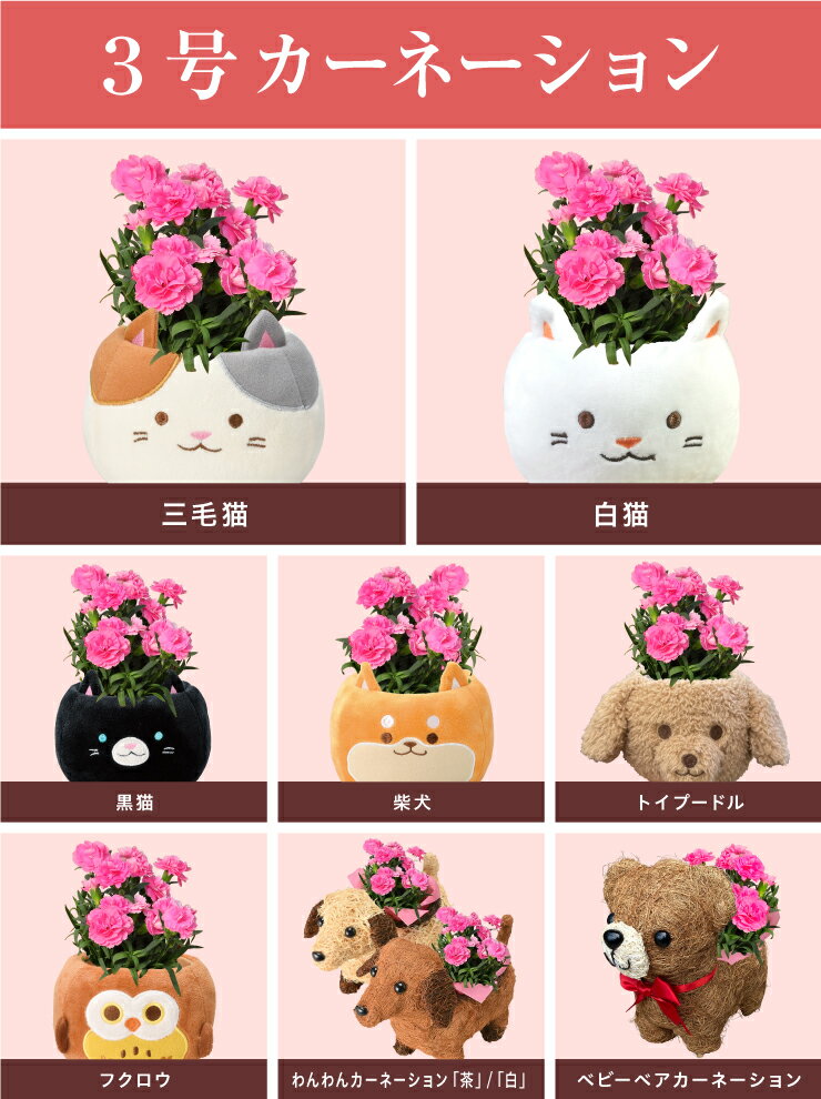 母の日 プレゼント ギフト カーネーション 花 鉢植え フラワーギフト 花鉢 鉢花 お花 東北〜関西 送料無料 おしゃれ かわいい 母の日ギフト 母の日プレゼント 三毛猫 猫 犬 花のギフト社