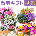\P5倍!4日20:00-11日1:59/敬老の日 プレゼント 花 ギフト 鉢植え 花鉢 鉢花 生花 敬老 メッセージカード 孫 リンドウ 白寿 桔梗 カランコエ 竜胆 ふくろう 三毛猫 フクロウ 9種から選べる 敬老の日プレゼント はな フラワーギフト 東北~関西 送料無料 花のギフト社