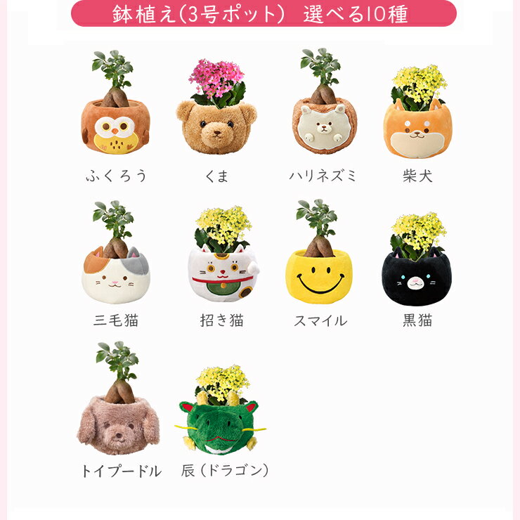 当日発送17時〆 ガジュマル カランコエ 観葉植物 小さい 鉢花 花 プレゼント 選べる ぬいぐるみ お花 鉢 鉢植え ミニ観葉植物 誕生日 お祝い 内祝い 開店祝い ミニ ギフト 縁起物 招き猫 三毛猫 初心者 インテリア かわいい 3