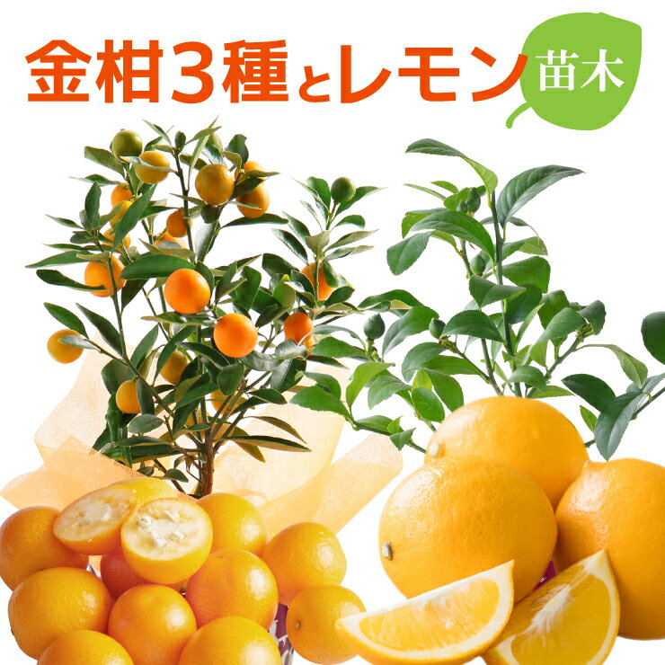 当日発送17時〆 金柑 レモン 鉢植え 金柑の木 レモンの木 みかん 送料無料 苗木 果実 自宅で育てる 果樹 ニンポウ ぷちまる マイヤーレモン 温州みかん 金運 風水 5号鉢 7号鉢 当日発送 即日発送