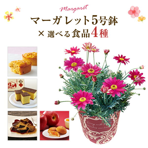 選べる食品4種 マーガレット 花 鉢花 花鉢 マーガレット鉢植え ギフト フラワーギフト ピンク 花 日光 ..