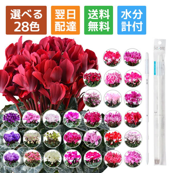 シクラメン ギフト シクラメン5号 鉢 5号 鉢植え お歳暮 贈答品 プレゼント お花 鉢花 花鉢 しくらめん 花 5号鉢 鉢 東北～関西 送料無料 マカロンショコラ ラブキャンドル プルマージュ サムライ 赤 ピンク 紫 青 芳香 サスティ