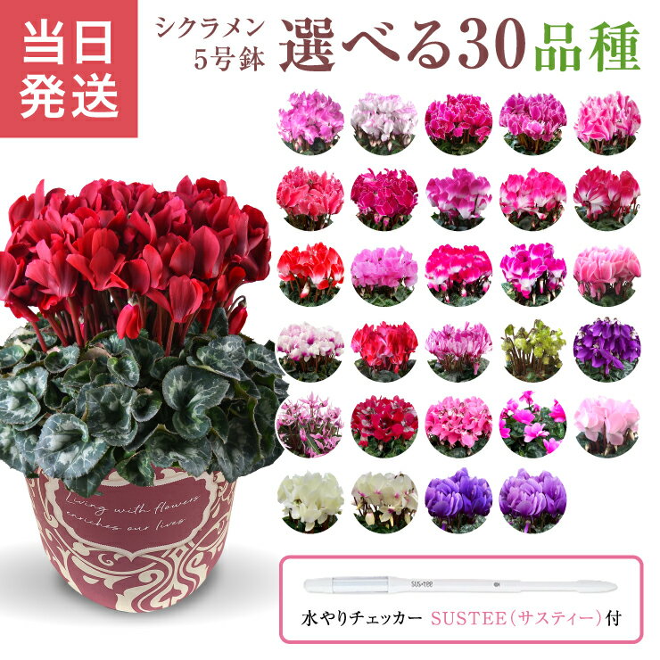 【エントリーでP10倍★20日20時-27日2時】シクラメン ギフト シクラメン5号 鉢 5号 鉢植え お歳暮 贈答品 プレゼント お花 鉢花 花鉢 しくらめん 花 5号鉢 鉢 東北～関西 送料無料 マカロンショコラ ラブキャンドル プルマージュ サムライ 赤 ピンク 紫 青 芳香 サスティ