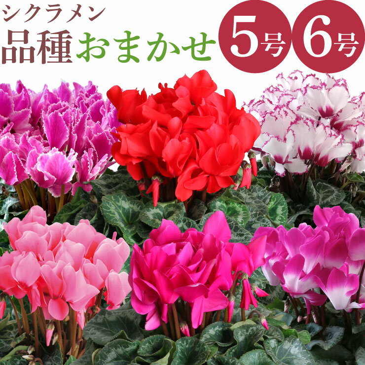 【エントリーでP10倍★20日20時-27日2時】当日発送17時〆 シクラメン 鉢植え 5号 6号 おまかせ 赤系 ピンク系 紫系 白系 花鉢 冬 クリスマス ギフト プレゼント 贈り物 室内 お祝い 開店祝い お歳暮 アレンジ 観賞用 種類おまかせ フラワーギフト 華やか 人気 定番 花