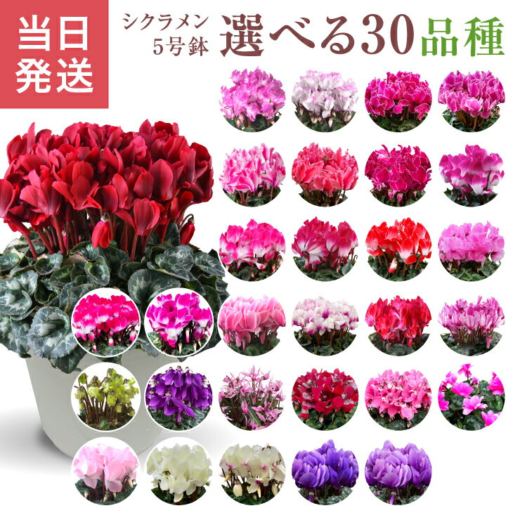 【エントリーでP10倍★20日20時-27日2時】シクラメン ギフト シクラメン5号 鉢 5号 鉢植え お歳暮 贈答品 プレゼント お花 鉢花 花鉢 しくらめん 花 5号鉢 鉢 東北～関西 送料無料 マカロンショコラ ラブキャンドル プルマージュ サムライ 赤 ピンク 紫 青 芳香