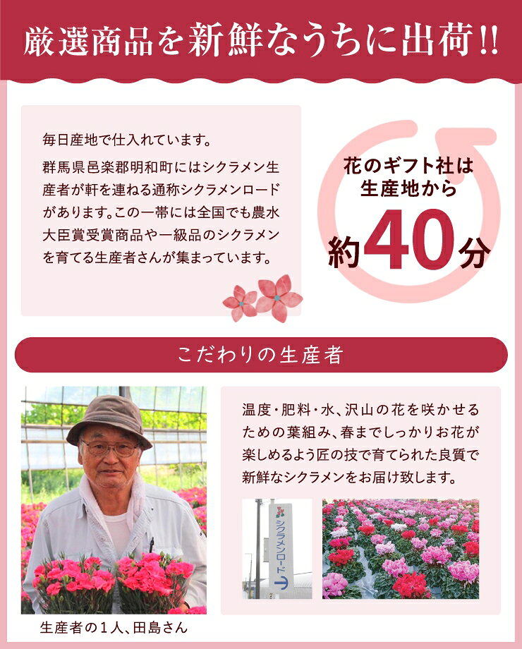 当日発送17時〆 シクラメン 鉢植え 5号 4号 ギフト プレゼント お花 鉢花 花鉢 しくらめん 花 5号鉢 鉢 東北〜関西 送料無料 ビクトリア ピアス リップピンク サムライ 赤 紫 ピンク 白 青 お歳暮 クリスマス 冬ギフト 087gift-10000550 花のギフト社OnlineShop サンプル画像2