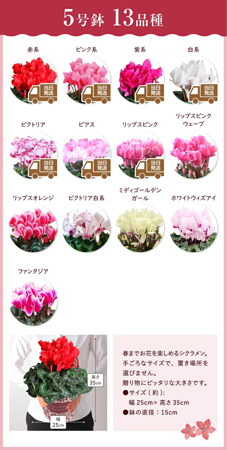 当日発送17時〆 シクラメン 鉢植え 5号 4号 ギフト プレゼント お花 鉢花 花鉢 しくらめん 花 5号鉢 鉢 東北〜関西 送料無料 ビクトリア ピアス リップピンク サムライ 赤 紫 ピンク 白 青 お歳暮 クリスマス 冬ギフト 087gift-10000550 花のギフト社OnlineShop サンプル画像3