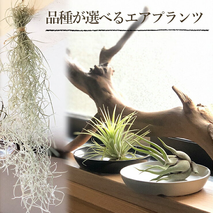 エアプランツ セット 陶器 受皿付 観葉植物 エアープランツ Mサイズ 種類 インテリア グリーン おしゃれ 誕生日 プレゼント ギフト 壁掛け 吊り下げ ベリッキアーナ フックシー ウスネオイデス 1000円ポッキリ 父の日