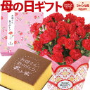 母の日 プレゼント ギフト 花 スイーツ セット 花 カーネーション 鉢植え 4種から選べる菓子 文明堂 カステラ どら焼き 日光カステラ 送料無料 母の日プレゼント 鉢花 花鉢 母の日ギフト