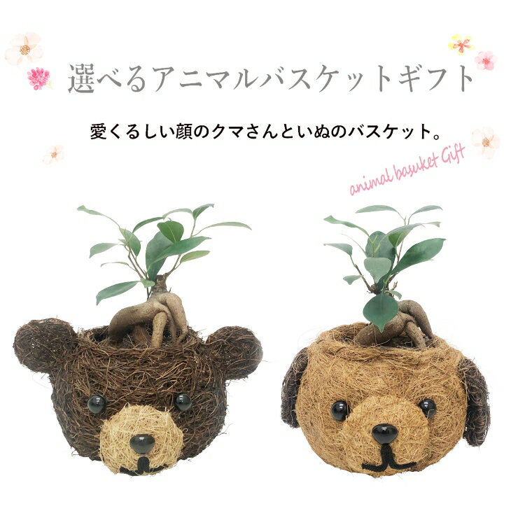 【ポイント5倍】 あす楽 14時までミニ観葉植物花のギフト社 ガジュマルの木 ガジュマル鉢植え 多幸の木 ガジュマル がじゅまる ミニ観葉植物 観葉陶器鉢植え観葉植物インテリアグリーンフラワーギフト誕生日お祝いプレゼント