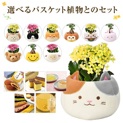 あす楽 14時まで べる64種 ガジュマル カランコエ 観葉植物 お花 花鉢 鉢花 鉢植え 文明堂 どら焼き いちごの里 日光 カステラ 中島大祥堂 吉野の葛餅 西堀酒造 梅酒 誕生日 お祝い 花 プレゼント ギフト スイーツ 縁起物 招き猫