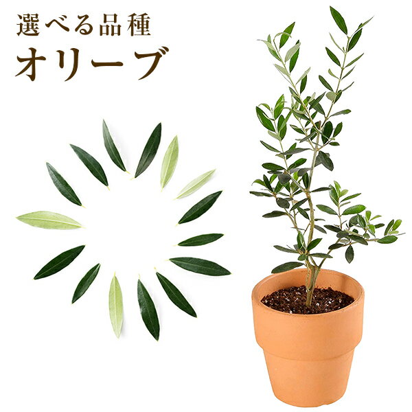 観葉植物（予算3000円以内） あす楽 14時まで オリーブ 4号鉢 プレゼント ギフト 観葉植物 開店祝い 贈り物 シプレッシーノ ルッカ ネバディロブランコ バーデル ピクアル マンザニロ コロネイキ レッチーノ