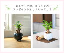 あす楽 14時まで 観葉植物 ミニ 観葉 小さい おしゃれ 白 小型 陶器 ポット ガジュマル 鉢 サンスベリア 金のなる木 パキラ 多幸の木 サンセベリア カポック 多肉植物 陶器 鉢植え 誕生日 お祝い プレゼント