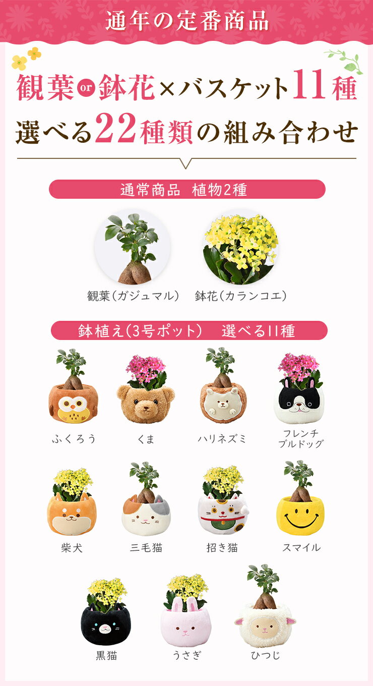 母の日 プレゼント 花 カーネーション ガジュマル カランコエ 観葉植物 選べる ぬいぐるみ お花 鉢 鉢植え 誕生日 お祝い 内祝い 開店祝い ギフト 縁起物 招き猫 三毛猫 ガジュマルの木