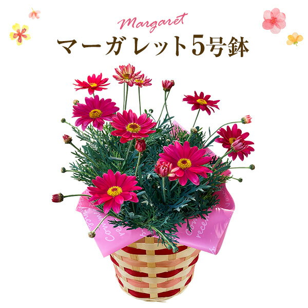 マーガレット 花 鉢花 花鉢 マーガレット鉢植え ギフト 誕生日 お祝い プレゼント 可愛 フラワーギフト ホワイトデー お返し 卒業 入学 贈り物 ピンク プレゼント