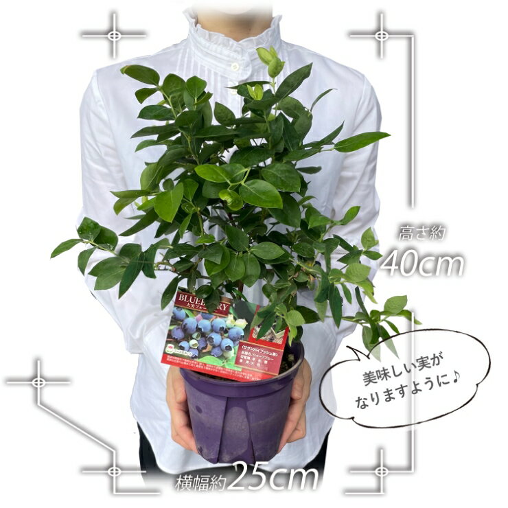 あす楽 ブルーベリー 苗木 鉢植え 苗 実無し 果樹 誕生日 フラワーギフト プレゼント ブルーベリー鉢植え ブルーベリーの木 鉢花 花鉢 中元