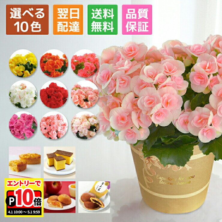 【エントリーでポイント10倍】当日発送17時〆 ベゴニア リーガース 鉢植え 鉢 花 ギフト プレゼント 女性 誕生日 父の日 お祝い フラワーギフト 誕生日 お菓子 スイーツ カステラ こがね芋 わらび餅