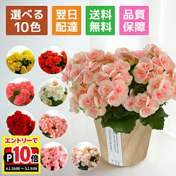 【エントリーでポイント10倍】当日発送17時〆 ベゴニア リーガースベコニア 花 プレゼント リーガース 鉢植え ギフト 花鉢 鉢花 鉢 室内 女性 誕生日 お祝い 母の日 父の日 敬老の日 母の日ギフト 母の日プレゼント フラワーギフト