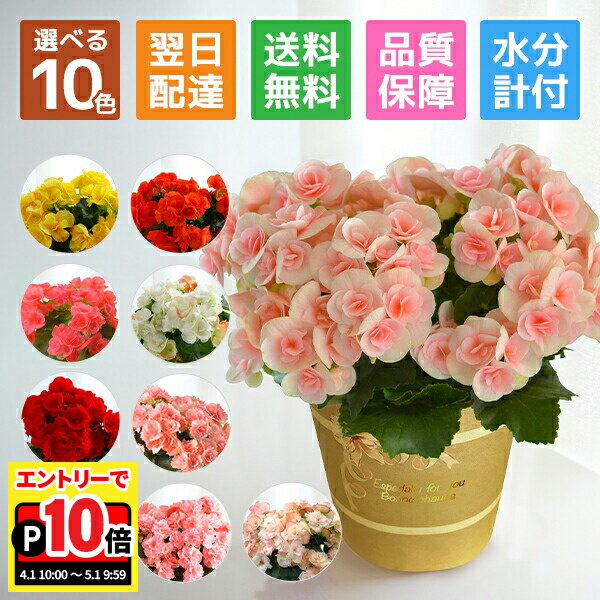 【エントリーでポイント10倍】当日発送17時〆 ベゴニア リーガースベコニア 花 プレゼント リーガース 鉢植え ギフト 花鉢 鉢花 鉢 室内 女性 誕生日 お祝い 母の日 父の日 敬老の日 母の日ギフト 母の日プレゼント フラワーギフト 水分計
