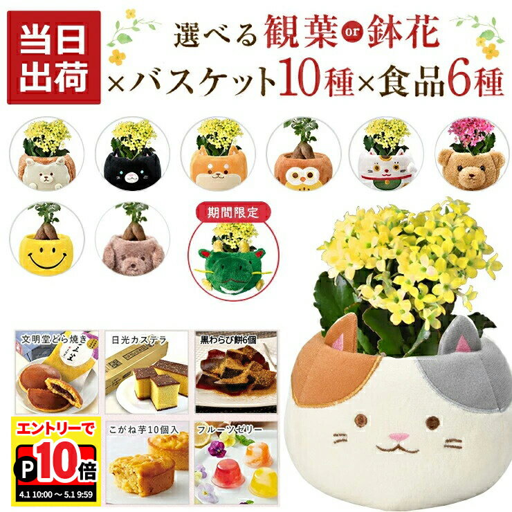 【エントリーでポイント10倍】当日発送17時〆 ガジュマル カランコエ 観葉植物 お花 花鉢 鉢花 鉢植え 文明堂 どら焼き いちごの里 日光 カステラ 中島大祥堂 吉野の葛餅 ゼリー 誕生日 お祝い 花 プレゼント ギフト スイーツ 縁起物 招き猫