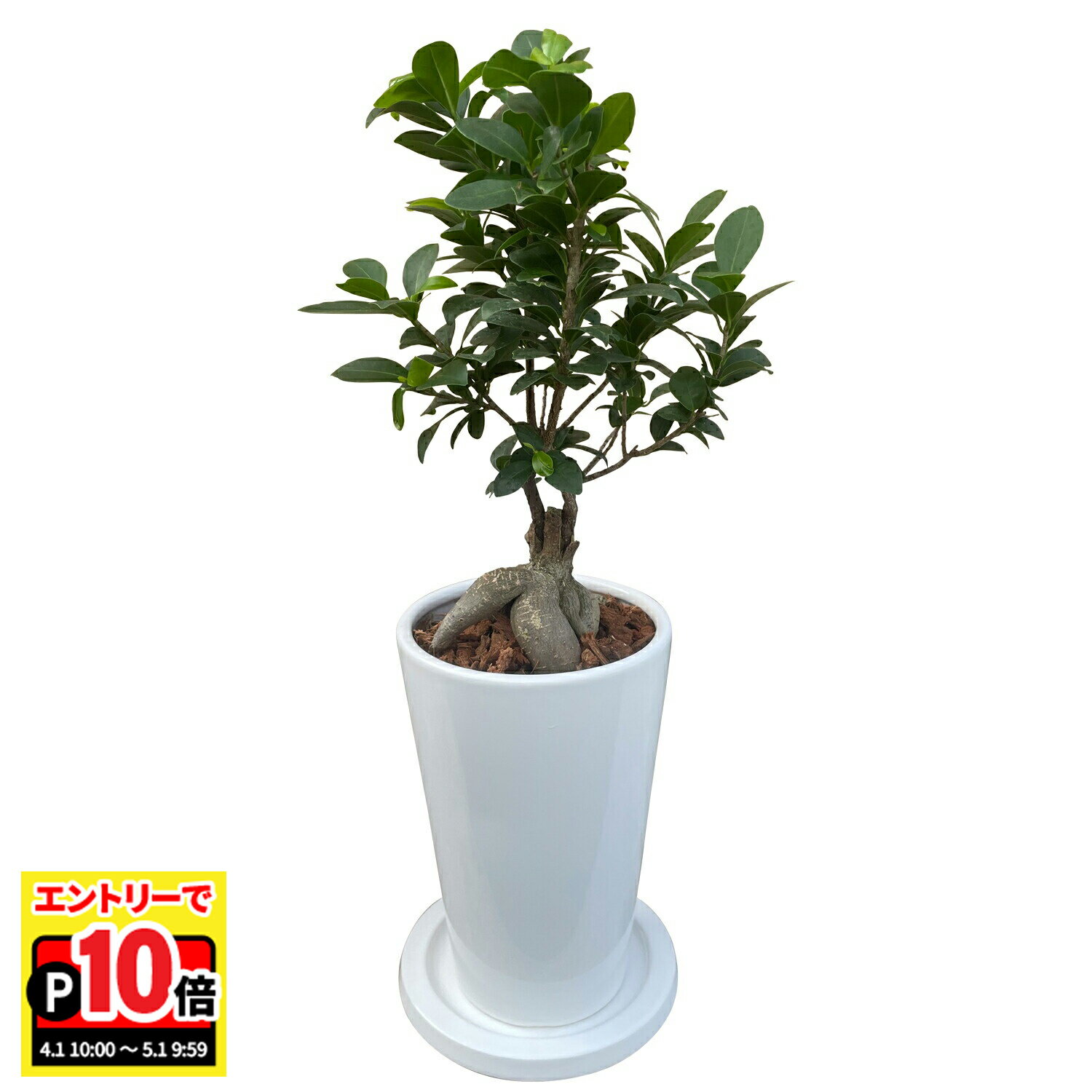 乐天商城 - 【エントリーでポイント10倍】翌日配達 14時〆 観葉植物 インテリア ガジュマル ギフト 陶器鉢 白 おしゃれ 観葉 植物 鉢植え 低木 木 陶器 多幸の木 お祝い 室内