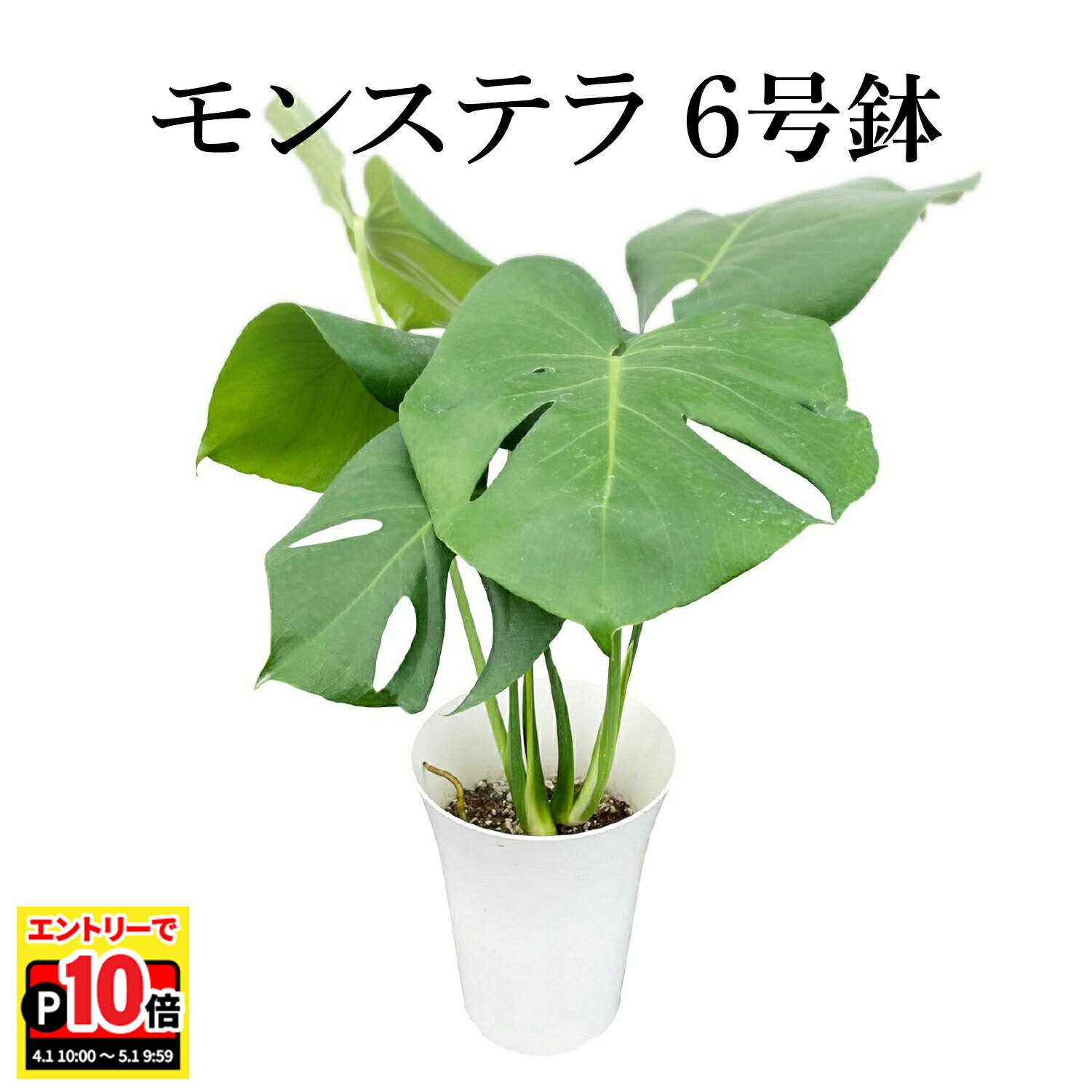 乐天商城 - 【エントリーでポイント10倍】翌日配達 14時〆 モンステラ 観葉植物 大型 6号 おしゃれ お祝い インテリア グリーン 鉢植え プラスチック鉢 ハート形