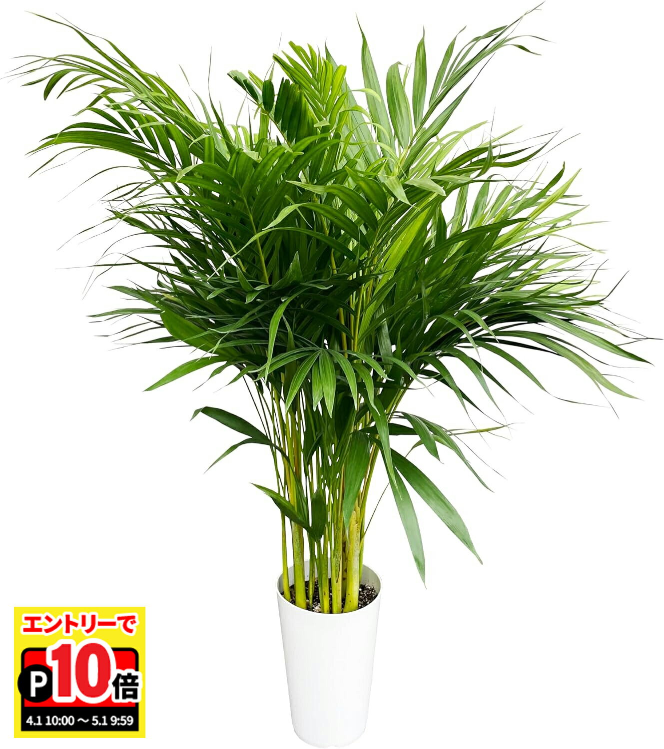 ~70 cm - 【エントリーでポイント10倍】翌日配達 14時〆 ヤシの木 観葉植物 アレカヤシ 本物 大型 ヤシ 7号 観葉 植物 室内用 7号鉢 室内 風水 タ 鉢植え インテリア 開店祝い 移転祝い 新築祝い 誕生日 花 室内 ギフト プレゼント 送料無料